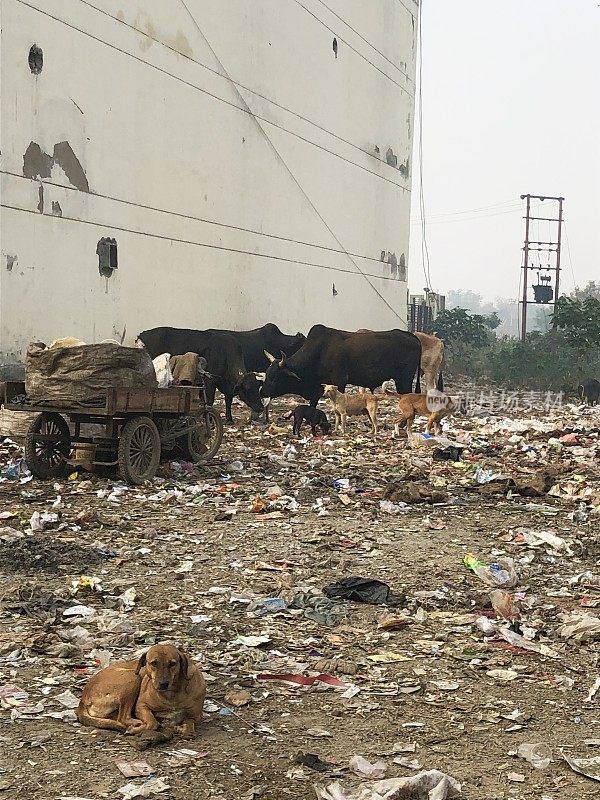 印度德里的荒地上有垃圾和木车，野生圣牛，流浪狗/杂种狗的照片，印度新德里的猪，不卫生的肮脏动物
